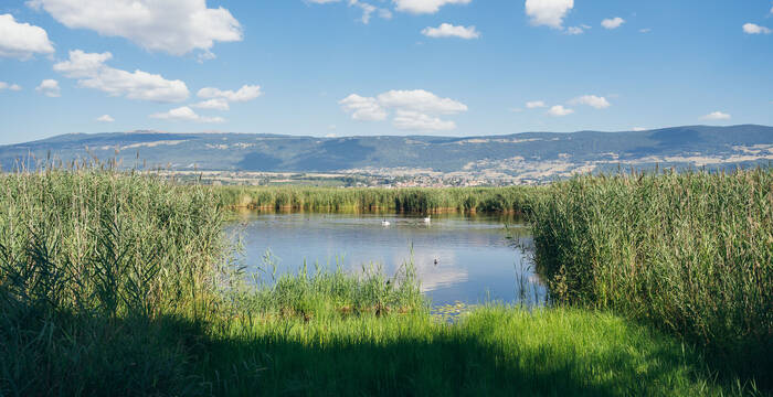 Marais